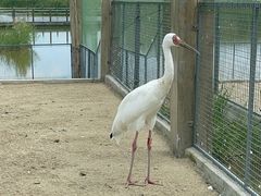-盐城丹顶鹤湿地生态旅游区