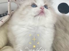 -珠海悠米米努特矮脚猫舍