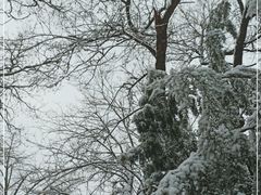 -北京大学燕东园