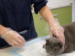 -佳怡动物医院·平价24小时·猫专科骨外科