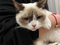 -猫小院猫主题咖啡厅(北锣店)
