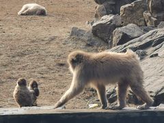 -合肥野生动物园