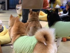 -逗柴咖啡屋·狗咖猫咖宠物桌游