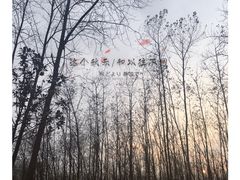 -合肥滨湖国家森林公园