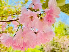 -长白岛森林公园