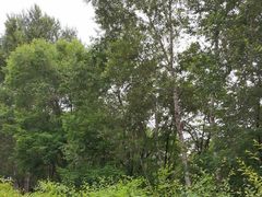 -黑龙江省森林植物园
