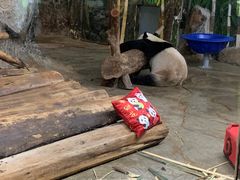 -海南热带野生动植物园