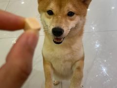 -柴源莊·柴小宠柴犬咖啡