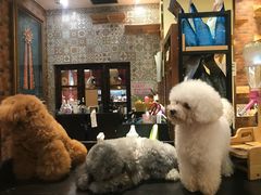 -more than meow吴止猫主题餐厅(承德 中船汇店)