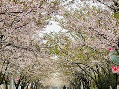 -高东镇樱花园