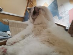 -滚猫咖啡·猫咖·猫友好撸猫(未来城店)