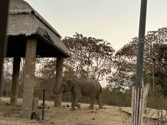 -清迈夜间动物园