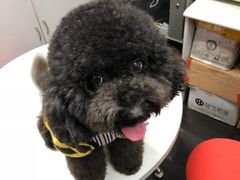 -芭比堂动物医院广州顽皮分院