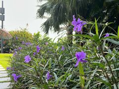 -深圳湾公园(南山区)