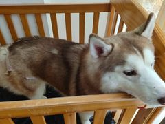 -Husky Go! 哈士奇体验馆·宠物咖啡厅狗咖