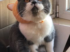 -重庆烧鸡公火锅(簋街店)