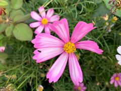 -亚龙湾国际玫瑰谷