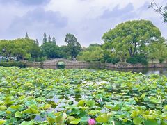 -无锡蠡湖国家湿地公园-蠡园