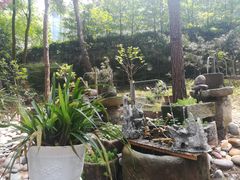 -铁山坪森林公园