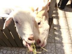 -上海大自然野生昆虫馆(东方明珠·爬宠昆虫探索中心)