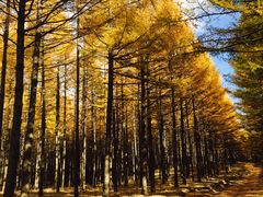 -塞罕坝国家级自然保护区