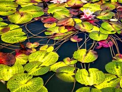 -国家植物园南园