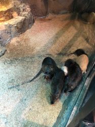 点击看大图 -酷嗒动物文化乐园(cutezoo西溪乐天城店)