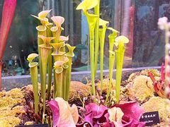 -中国科学院西双版纳热带植物园