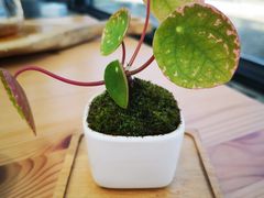 -北马山庄植趣咖啡