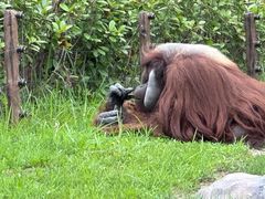 -上海野生动物园