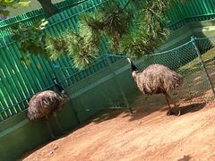 -西霞口神雕山野生动物世界