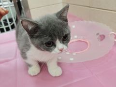 -北京观赏动物医院·24小时大型综合·猫专科·异宠专科