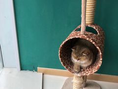 -飞行喵MR PILOT|猫舍·猫咖(静安大融城店)