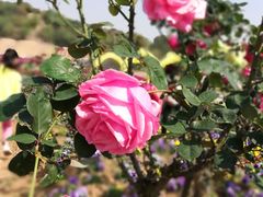 -松山湖梦幻百花洲