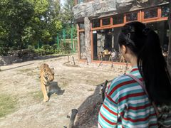 -上海野生动物园老虎餐厅