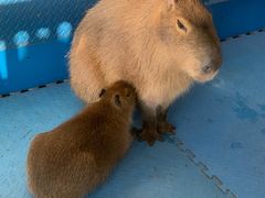 -廊坊固安福朋喜来登酒店