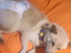 -南京Hallo宠物乐园·哈罗犬舍·柴犬繁育基地