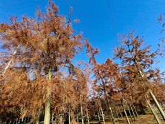 -上海海湾国家森林公园