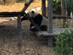 -大连森林动物园