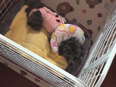 -申普宠物医院·心脏介入·心血管微创(总院)