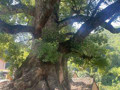 -杨家堂村