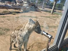 -西霞口神雕山野生动物世界