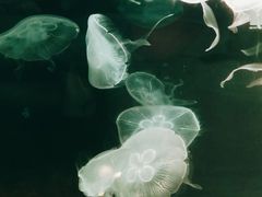 -欢乐海岸海洋奇梦馆