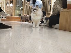 -猫和宫(六道口店)