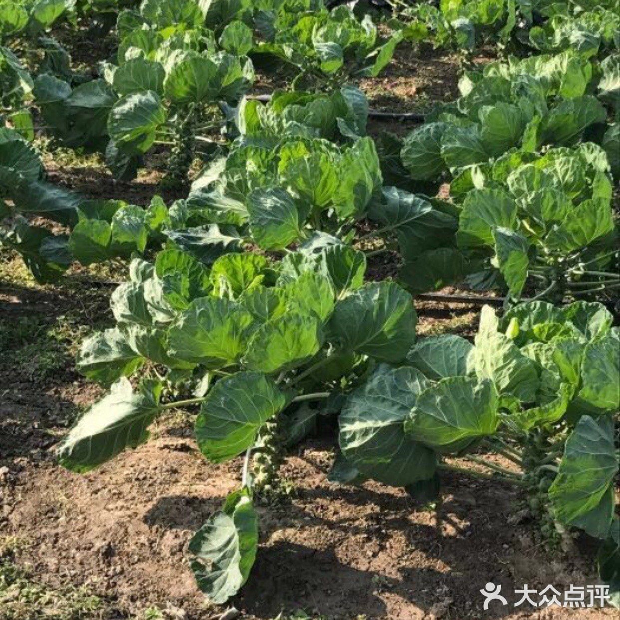 春天可以带孩子去农场溜溜娃，来上海种动员亲子农场看看吧