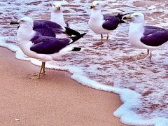 -那香海钻石沙滩浴场