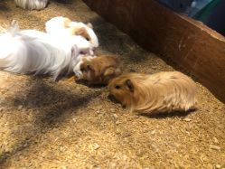 -酷嗒动物文化乐园(cutezoo西溪乐天城店)