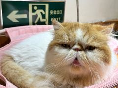 -有猫主题·治愈系猫咖(曾厝垵店)