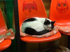 -猫咪博物馆(顶澳仔猫街店)