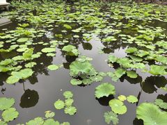 -上海醉白池公园